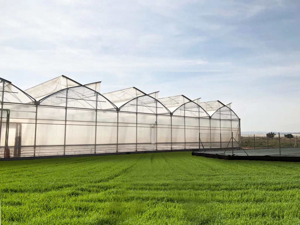 Multi-tunnel-Greenhouse-1024x768